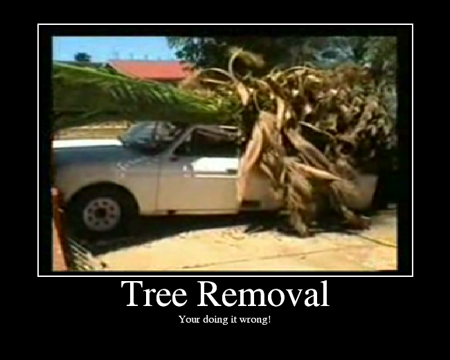 Tree Removal: Your're Doing It Wrong!